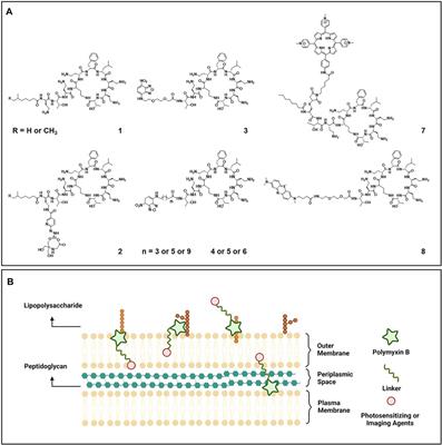 Frontiers | Molecular Engineering of Polymyxin B for Imaging and